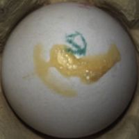 Foto von einem Ei mit Eigelbresten auf der Oberseite